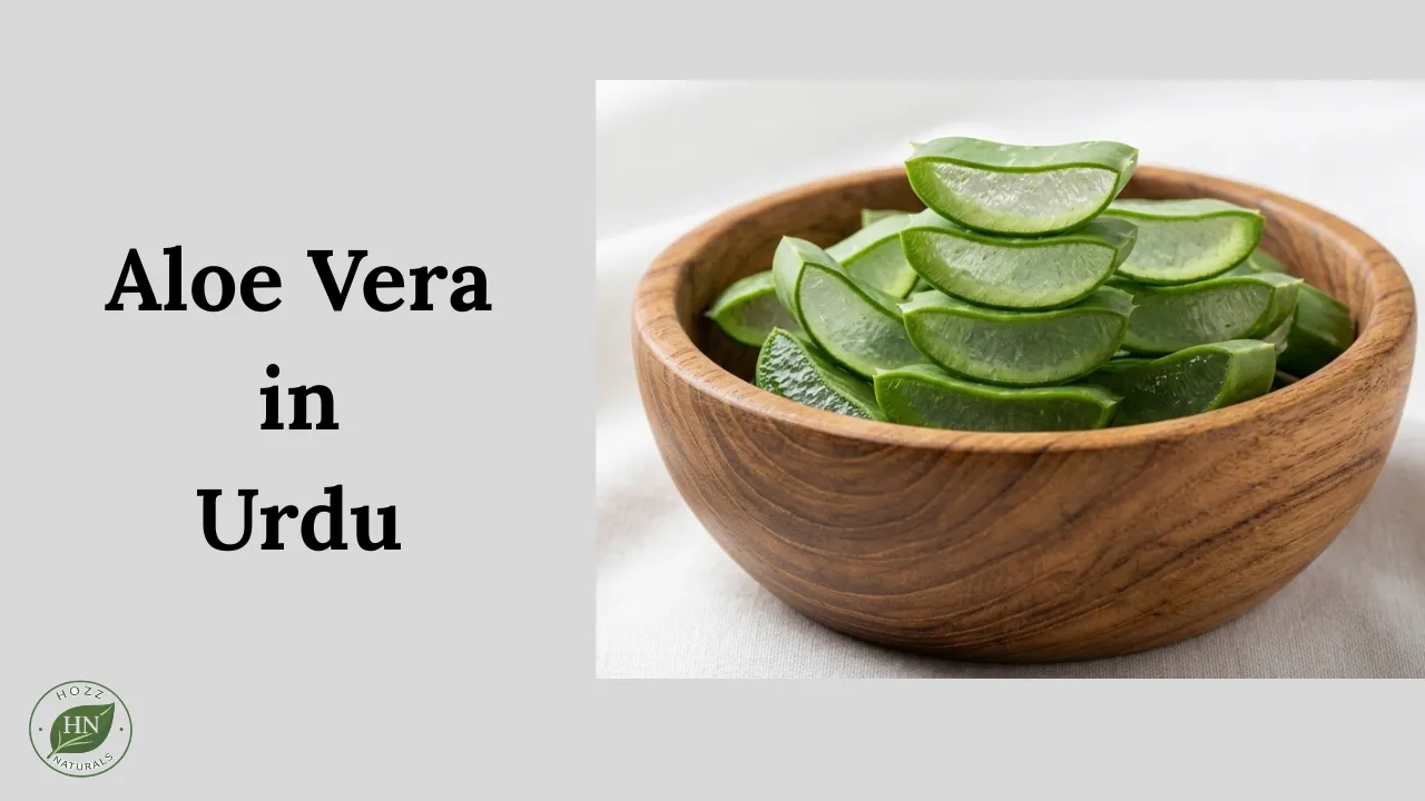 Aloe Vera in Urdu